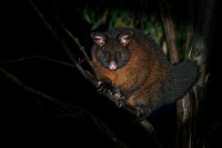 Kusu lisci - Trichosurus vulpecula - Common Brush-tailed Possum o2733